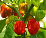 Habanero